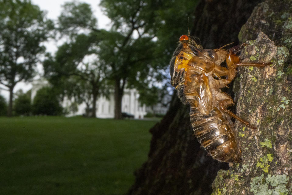 A Brood X cicada that failed to shed its nymphal skin is seen on a tree on the North Lawn of the White House in Washington, Tuesday, May 25, 2021. Reporters traveling to the United Kingdom ahead of President Joe Biden’s first overseas trip were delayed seven hours after their chartered plane was overrun by cicadas. The Washington, D.C., area is among the many parts of the country confronting the swarm of Brood X, a large emergence of the loud 17-year insects that take to dive-bombing onto moving vehicles and unsuspecting passersby. Weather and crew rest issues also contributed to the flight delay.(AP Photo/Carolyn Kaster)