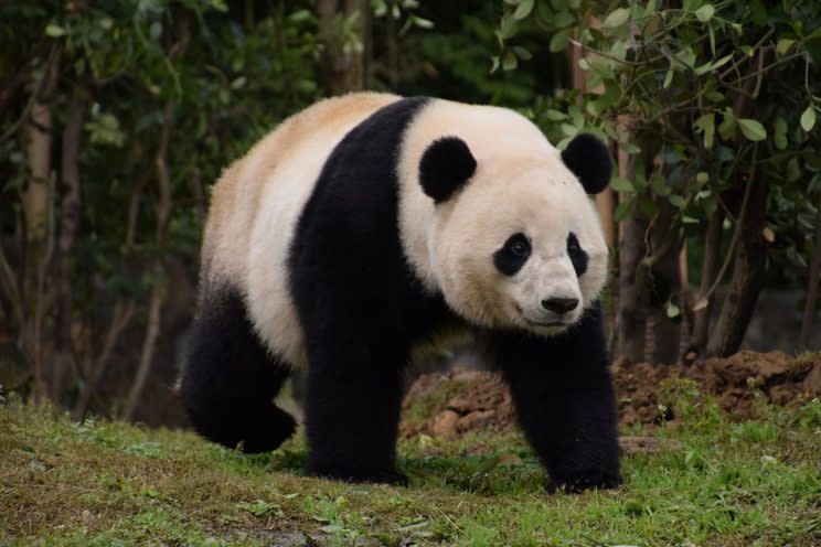 Algunos pandas de zoológico se muestran menos activos en invierno, y es por  una razón muy