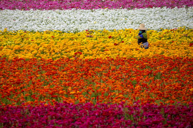 Los campos de flores de California se llenan de colores