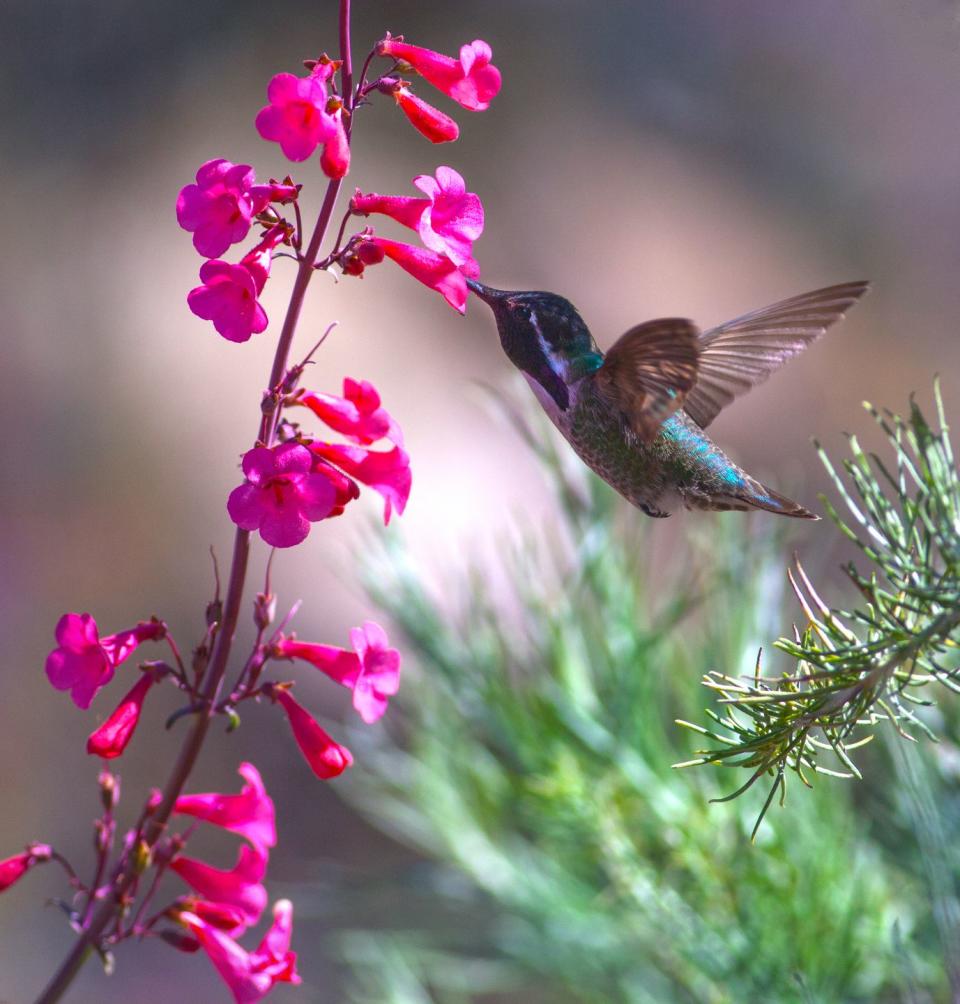 flowers that attract hummingbirds like penstemon