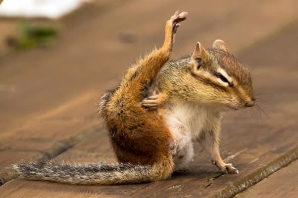 Is that a chipmunk practising yoga?