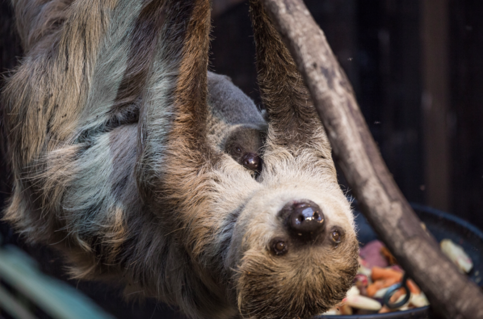 <em>Juveniles tend to stay with their mother for around 12 months before leaving their side (London Zoo)</em>