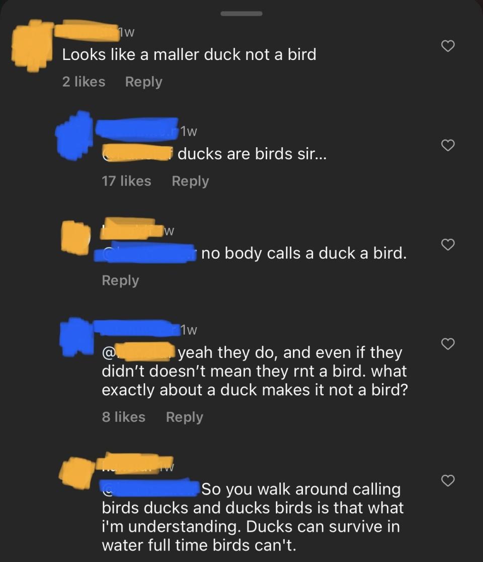 Argument about how no one calls ducks birds and whether or not they are, in fact, birds, with the final comment: "Ducks can survive in water full time, birds can't"