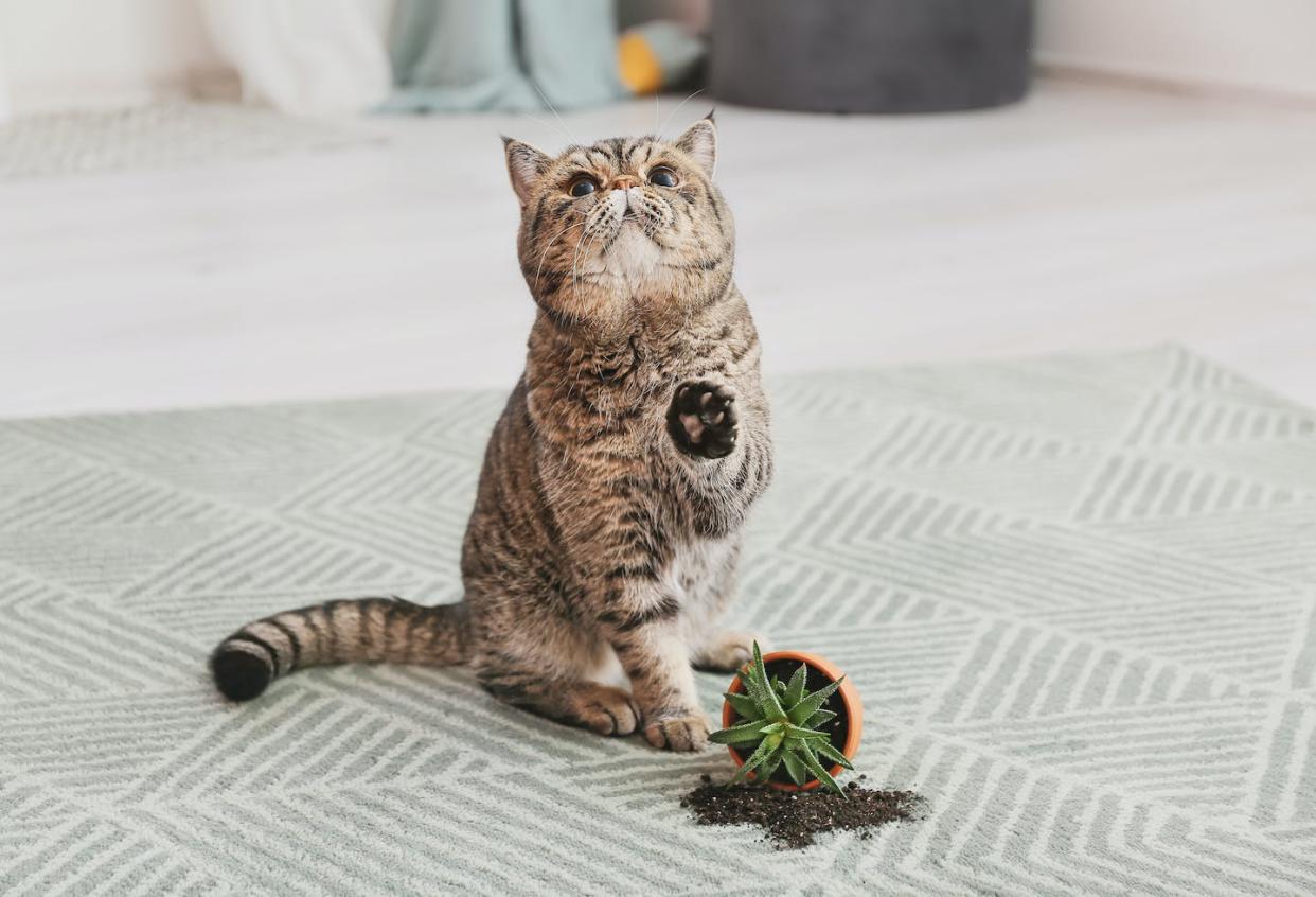 <a href="https://www.shutterstock.com/es/image-photo/cute-cat-dropped-pot-houseplant-on-2020520300" rel="nofollow noopener" target="_blank" data-ylk="slk:Pixel-Shot/Shutterstock;elm:context_link;itc:0;sec:content-canvas" class="link ">Pixel-Shot/Shutterstock</a>