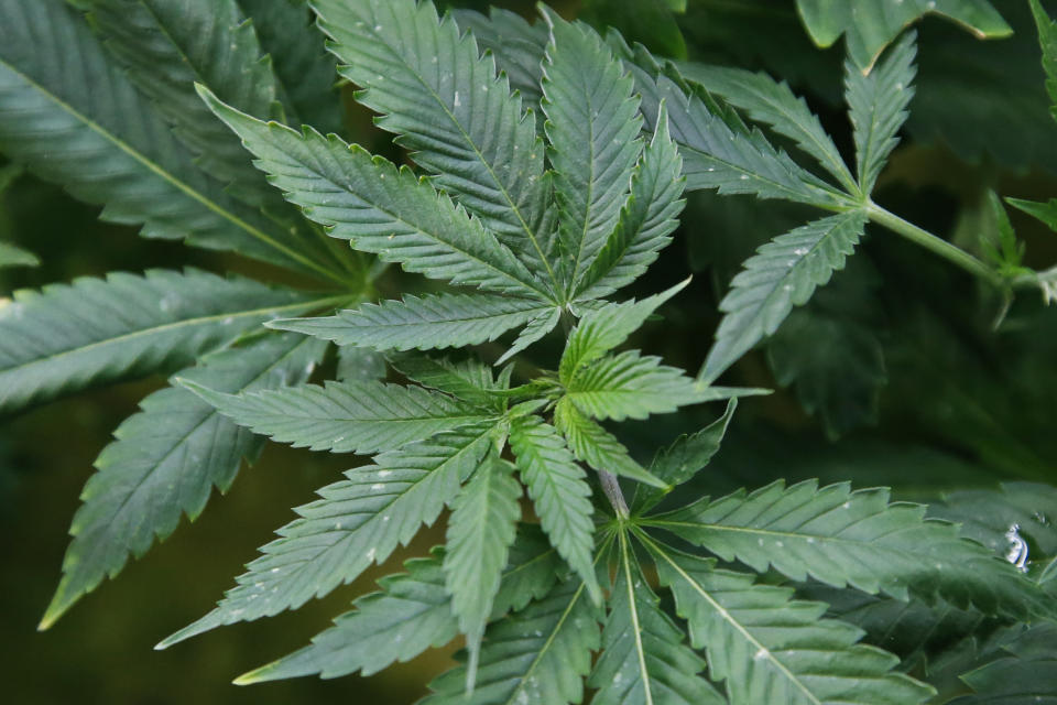 Marijuana plants are pictured at the Baker's marijuana nursery at Baker Medical Wednesday, Feb. 26, 2020, in Oklahoma City. When voters in conservative Oklahoma approved medical marijuana in 2018, many thought the rollout would be ploddingly slow and burdened with bureaucracy. Instead, business is booming so much cannabis industry workers and entrepreneurs are moving to Oklahoma from states with more well-established pot cultures, like California, Colorado and Oregon. (AP Photo/Sue Ogrocki)