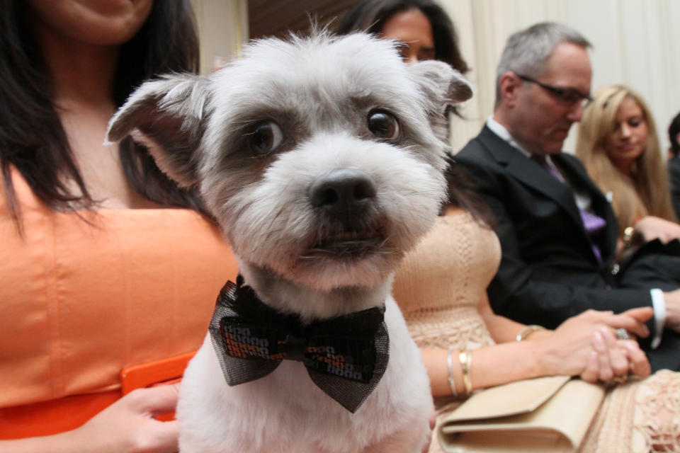 Wearing a bow tie for the occasion, Blue Joie is held by his owner Ingrid Robinson of New York, as they and others wait for the start of the most expensive wedding for pets Thursday July 12, 2012 in New York. The black-tie fundraiser, where two dogs were "married", was held to benefit the Humane Society of New York. (AP Photo/Tina Fineberg)