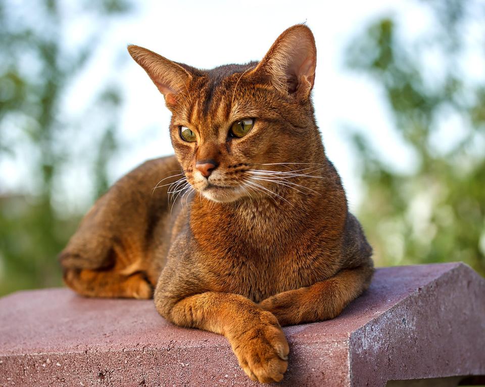 abyssinian lying on cement