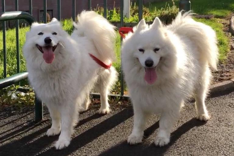 Dogs at polling stations for the European elections 2019