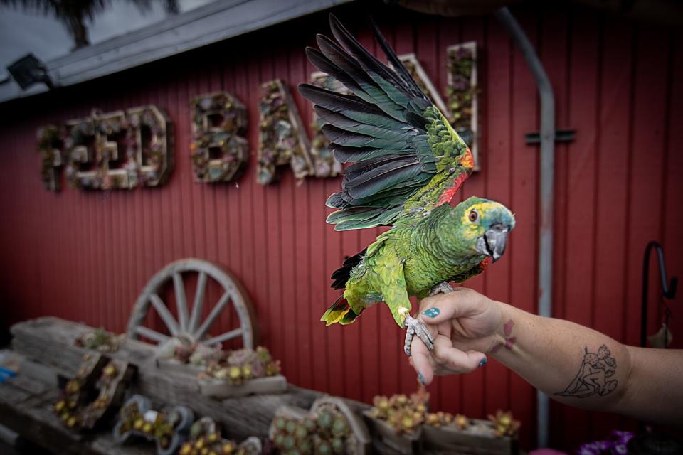 A blue-fronted amazon - a green parrot - extends its wings as it sits on an outstretched hand.