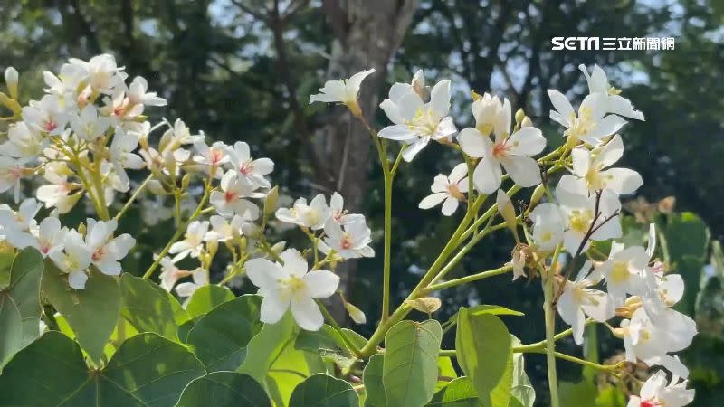 桐花季來臨，不少旅行社祭出「低價團」攬客。