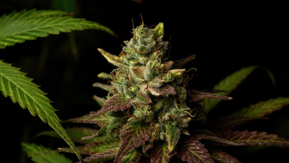 Close-up of a female marijuana plant against a dark background