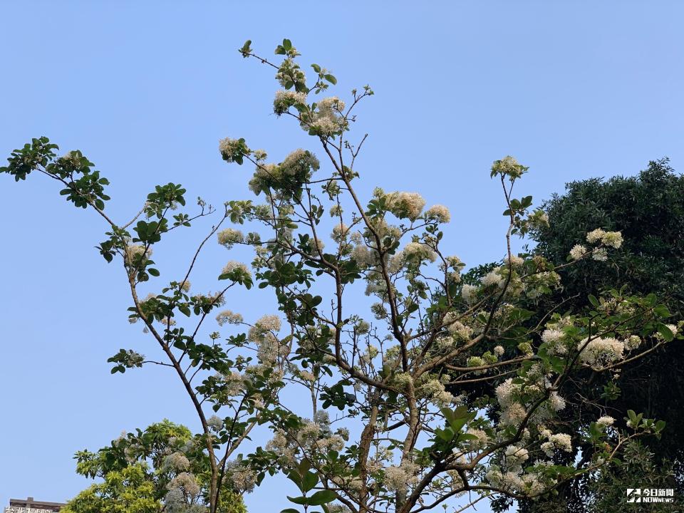 ▲今日全台大致均為好天氣。（圖／記者劉士成攝）