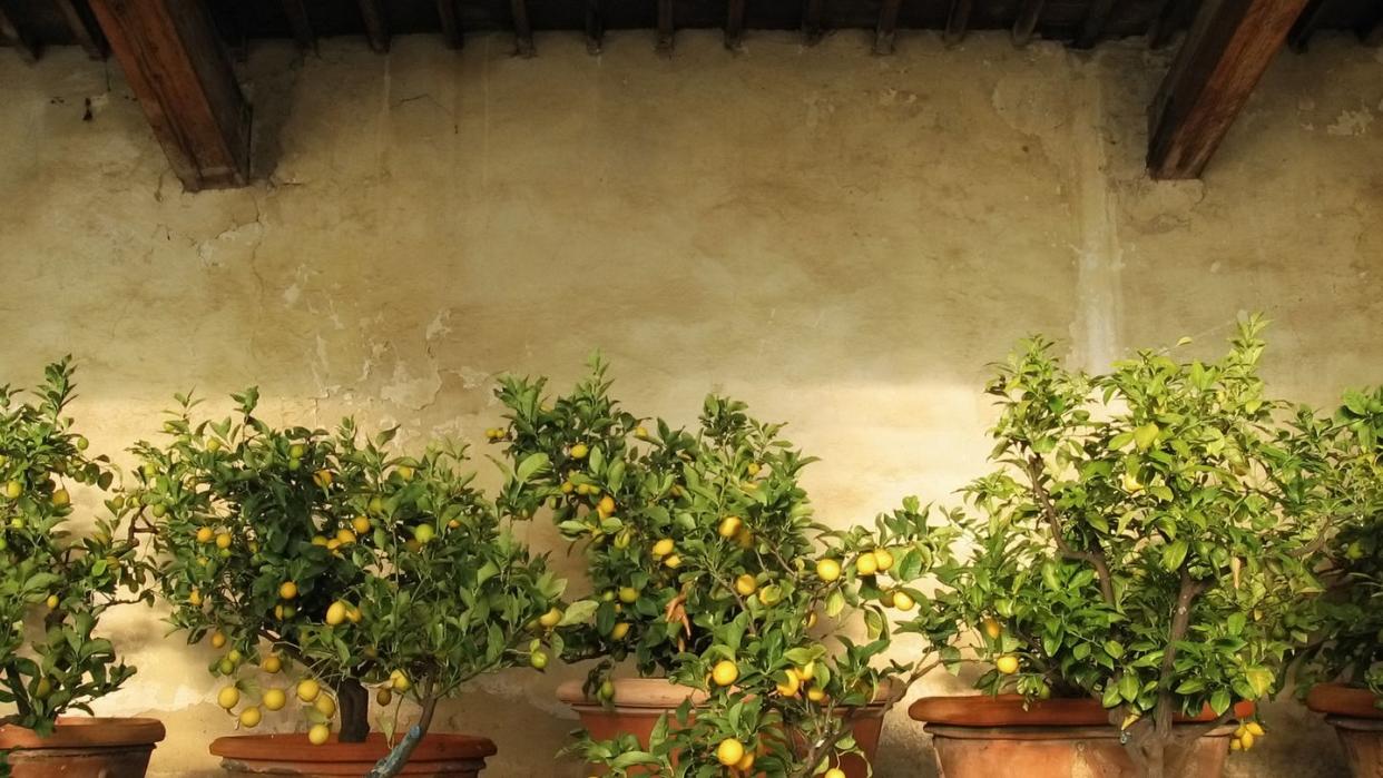 lemon trees inside rustic lemon tree greenhouse in tuscany, italy