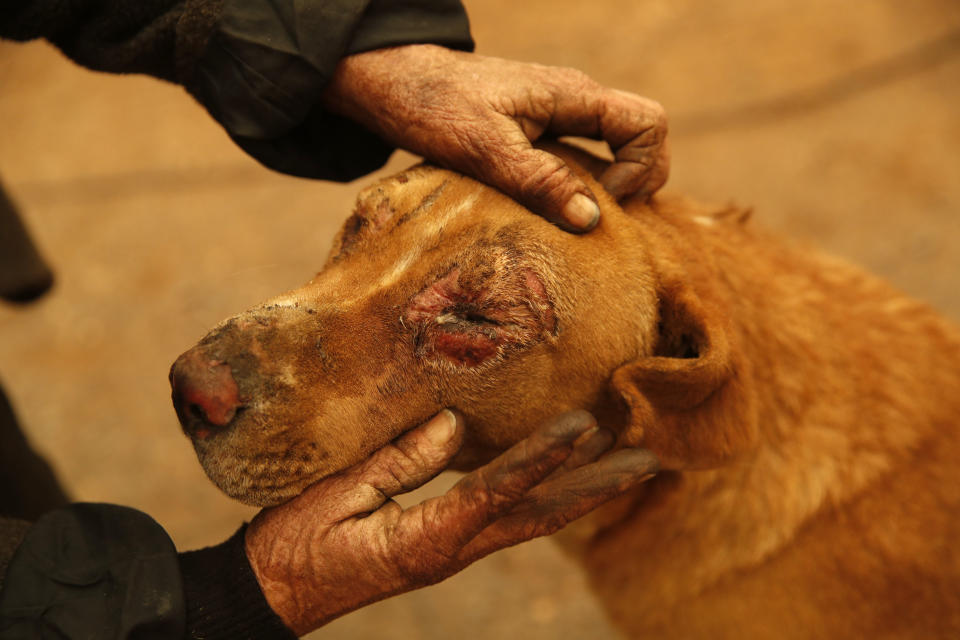 <p>Cathy Fallon pets her dog Shiloh at their home, Nov. 9, 2018, in Paradise, Calif. Shiloh was burned when a wildfire scorched the property, burning down Fallon’s home. (Photo: John Locher/AP) </p>