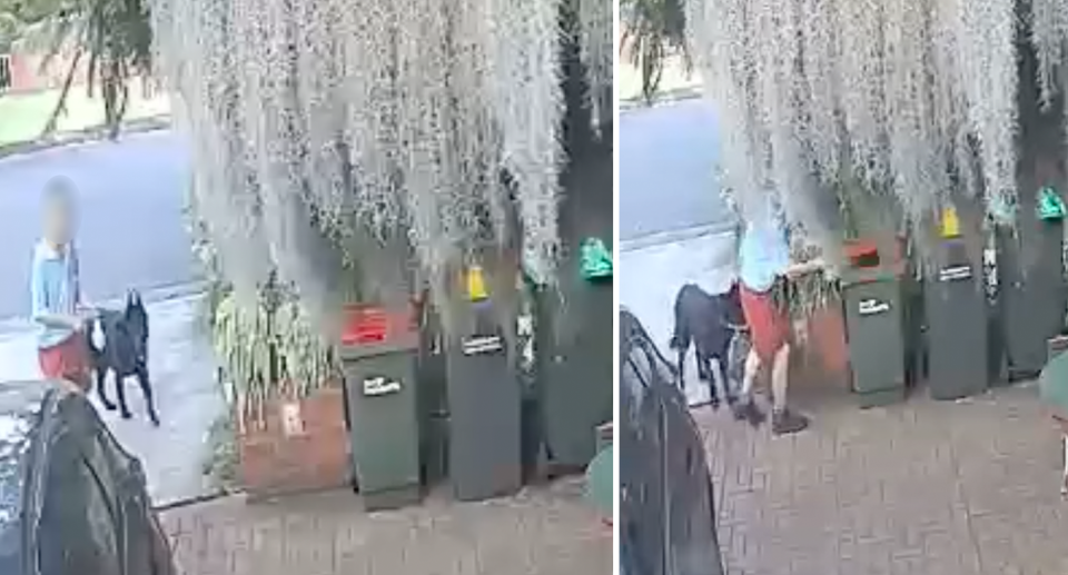 Left, dog owner walks toward the bins on the Epping driveway. Right, dog owner was caught red-handed dropping dog bag into the bin. 