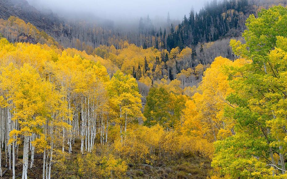 Pando Aspen Grove, Fishlake National Forest, Utah