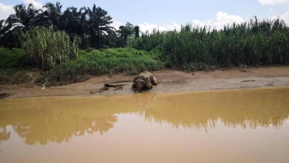 The body of the elephant which was photographed floating in the river was found by wildlife officers in a seated position. — Photo courtesy of Sabah Wildlife Department