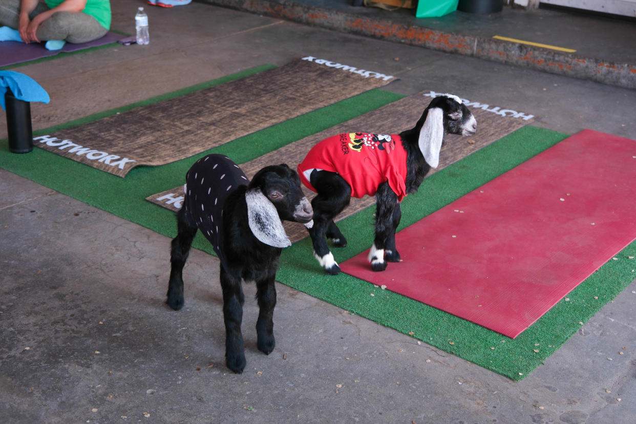 Young goats explore the yoga mats at goat yoga last weekend at The Garage event venue on the Historic Route 66 in Amarillo.