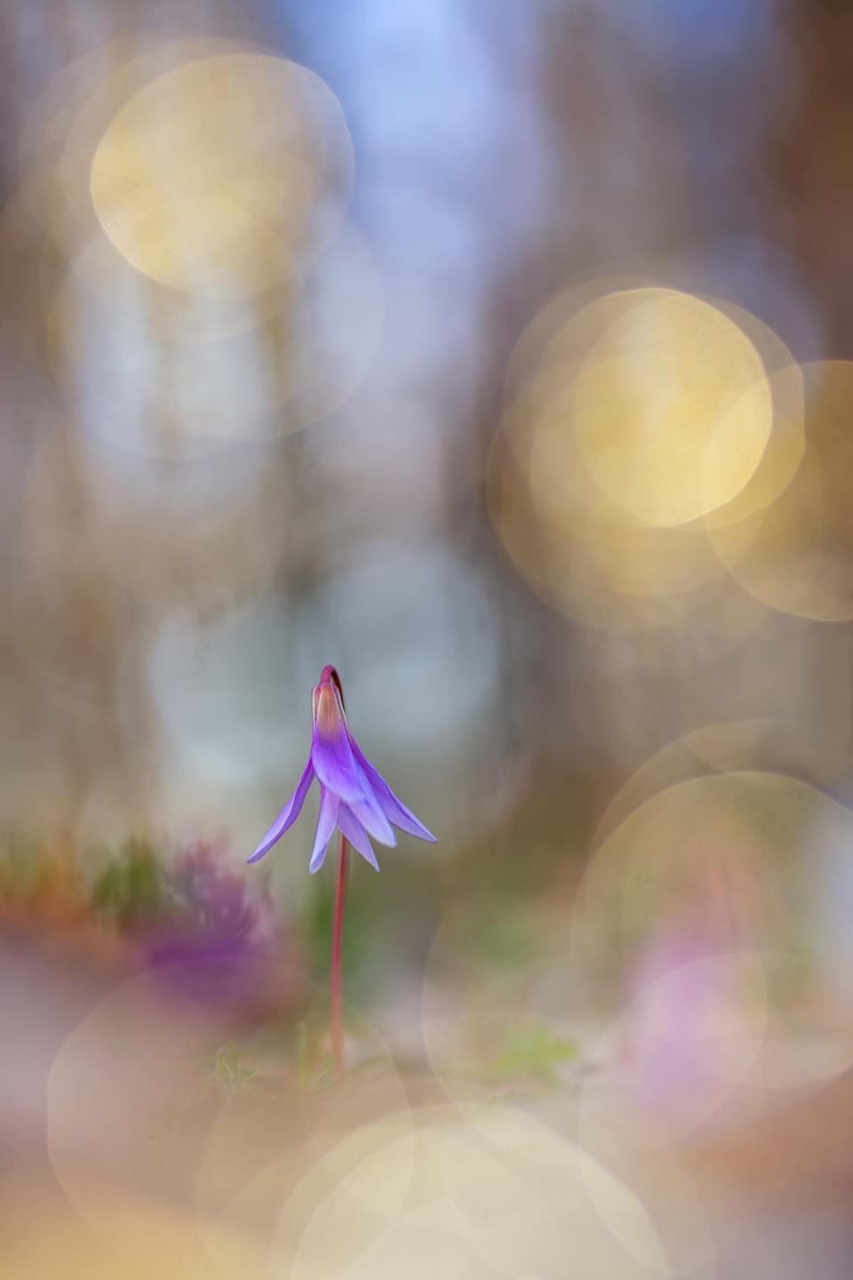 © Henrik Spranz Ballerina CUPOTY