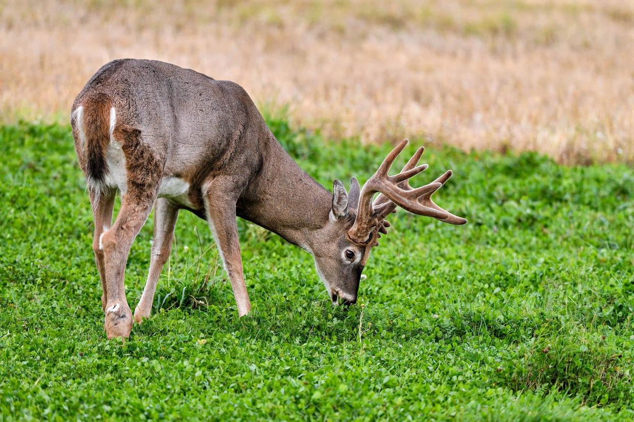A whitetail deer eating clover.