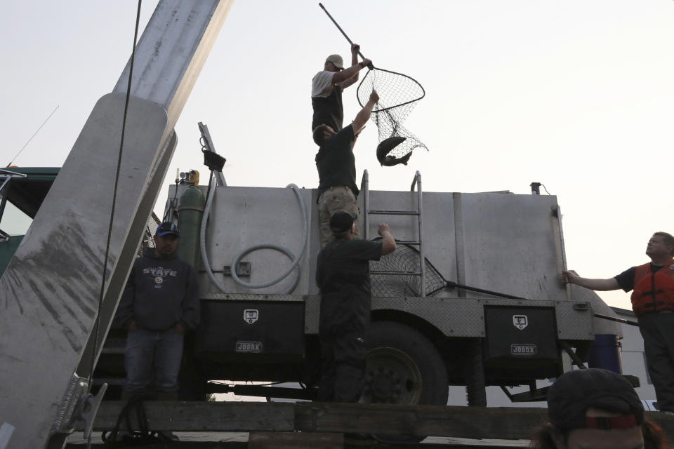 Chinook salmon from the Marblemount hatchery on the Skagit River are loaded onto the King County Research Vessel SoundGuardian at the dock in Bellingham, Wash., Friday, Aug., 10, 2018. The salmon are intended to feed ailing killer whale in a rare effort to save her. (Alan Berner/The Seattle Times via AP, Pool)