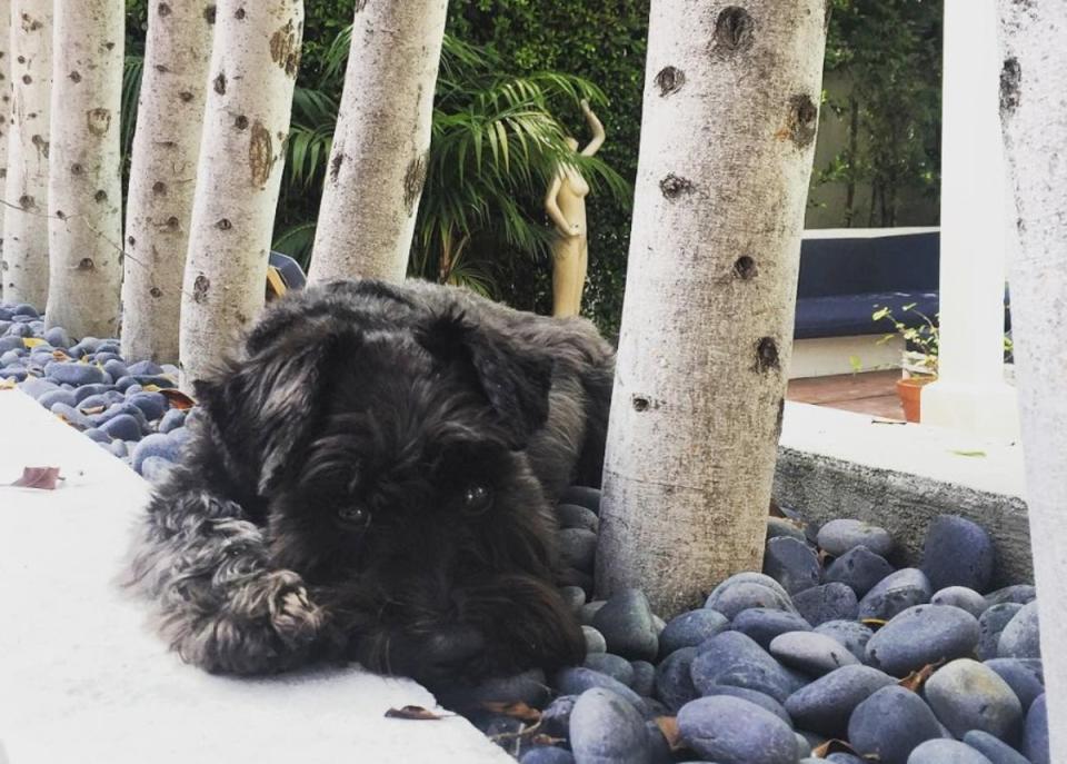 A family in West Hollywood, California is suing a pet-sitting company after learning that their dog, Queenie, drowned in their pool while they were on vacation. (Rebecca Duke/Instagram)