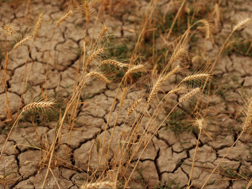 Heatwaves, drought and flooding are expected to worsen in the UK in the near future (Getty)