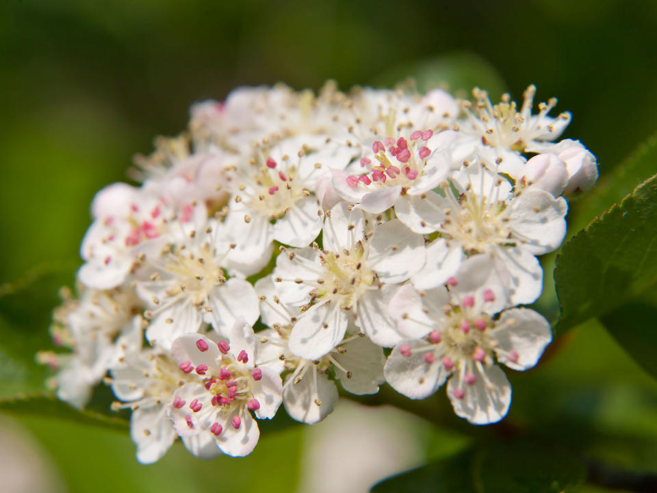 chokeberry blossom