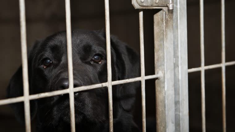 British Labrador Accidentally Sent on Wrong Flight to Saudi Arabia