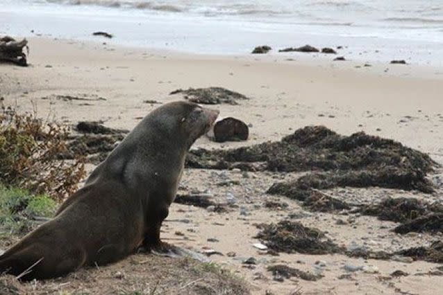 Sammy was released back to the sea. Source: Devonport Council