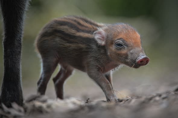 Rare baby warty pig born at Chester Zoo