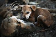 A puppy leans on remains of another dog local residents said was its mother, days after it was killed in the area burnt by violence at East Pikesake ward in Kyaukphyu November 5, 2012. Picture taken November 5, 2012. To match Special Report MYANMAR-FIGHTING/ REUTERS/Minzayar