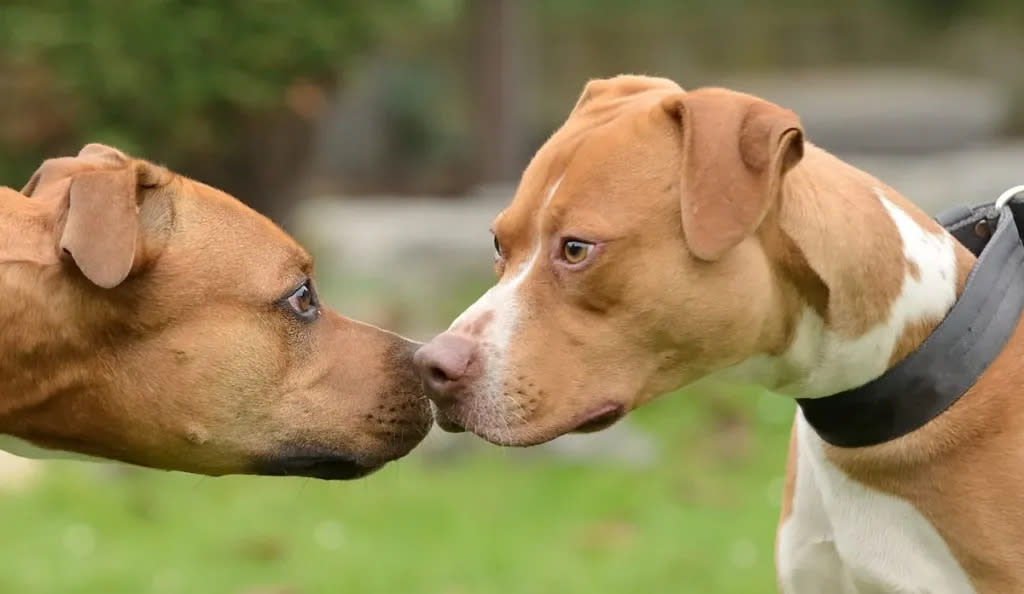 two Pit Bulls displaying aggression