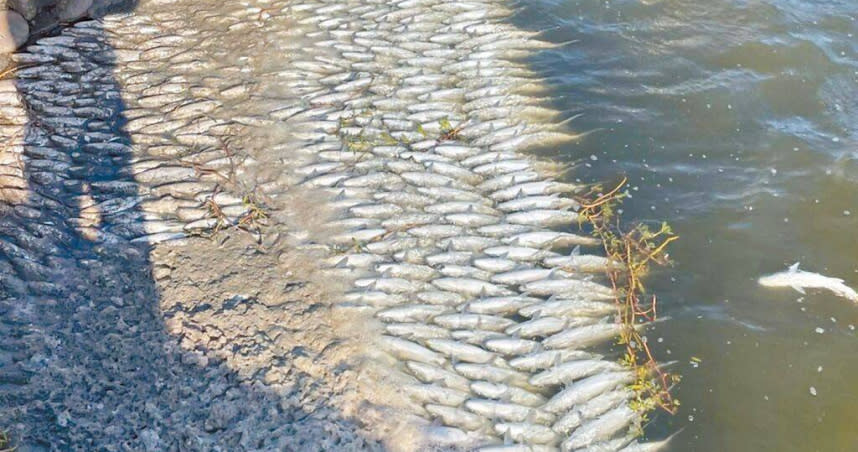 雲林縣沿海地區虱目魚出現凍斃災情，25日台西鄉漁民陸續打撈起1萬多台斤，預計下一波寒流災情可能會更嚴重。（圖／漁民提供）