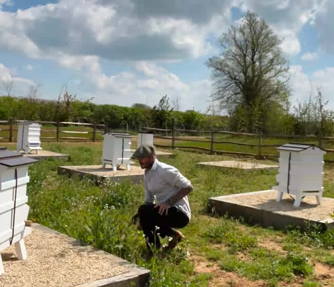 david-beckham-bee-keeping