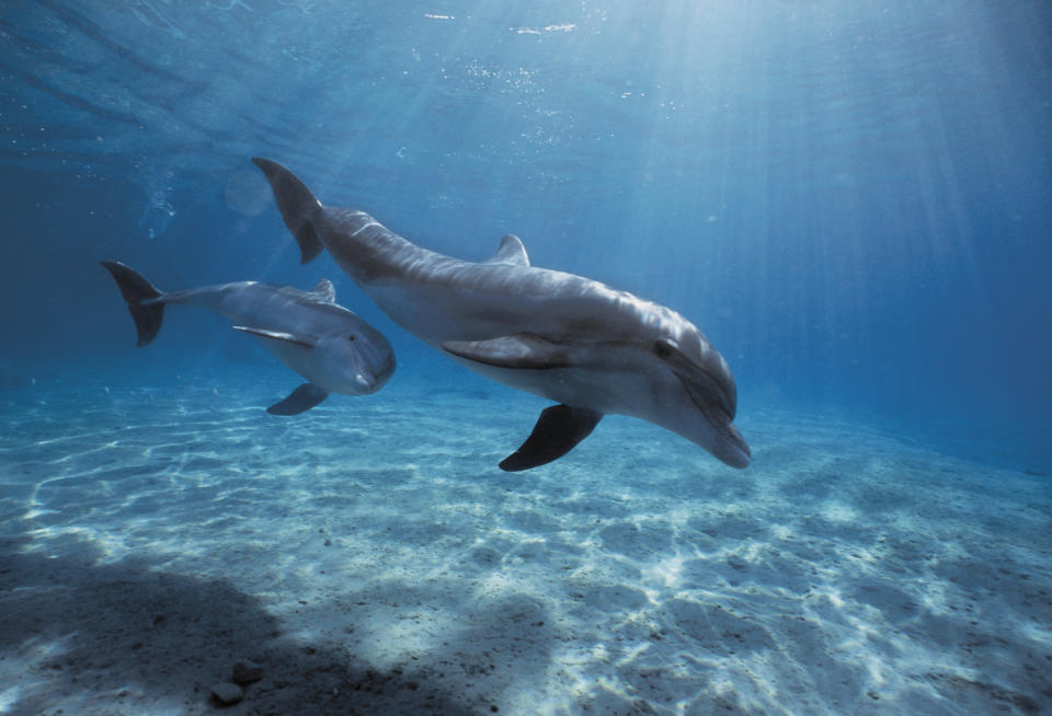 Mother and calf: Bottlenose Dolphins (Tursiops truncatus) swimming along ocean floor, Dolphin Reef, Eilat, Israel - Red Sea.