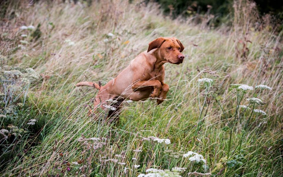 We should reconsider our relaxed rules on allowing dogs in the countryside