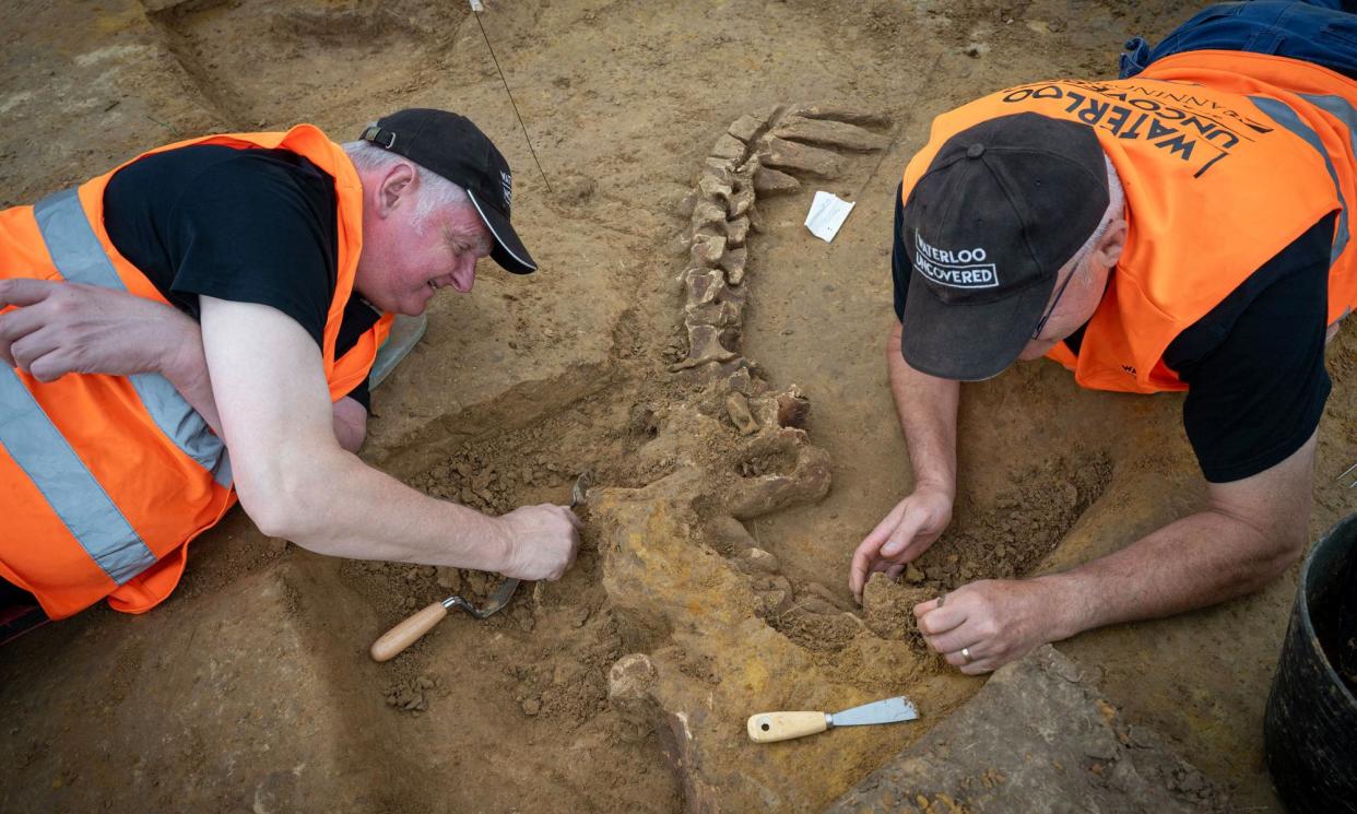 <span>Researchers uncover the skeleton of an ox during an archaeological excavation on the battlefield of Waterloo.</span><span>Photograph: Chris van Houts/PA Media</span>