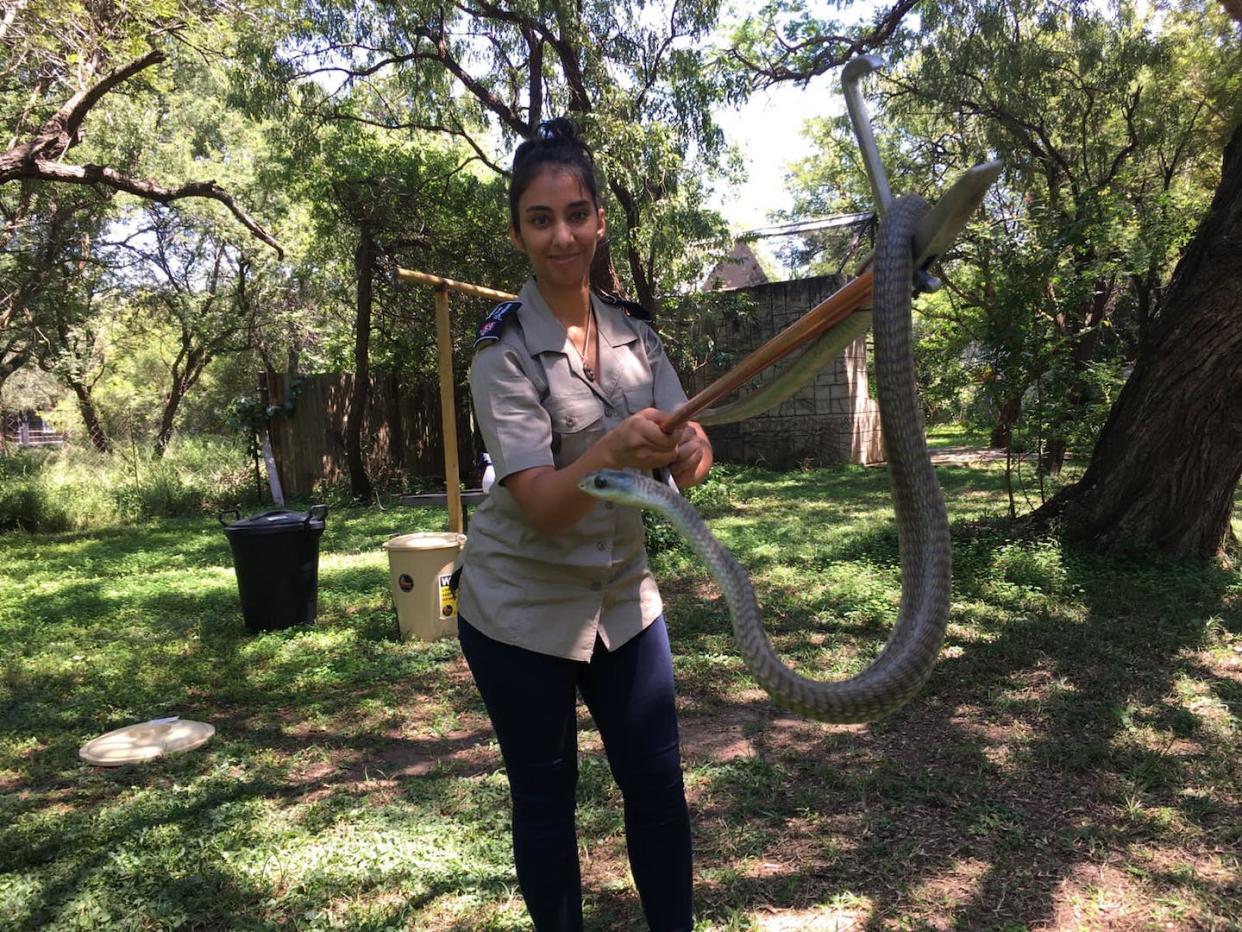 The author handling a boomslang as part of her work with a conservation organisation. Chris Cooke, Author provided