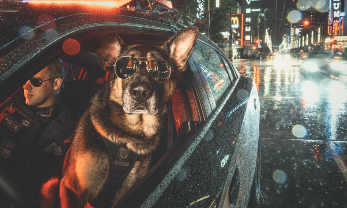 Perros policía en tierno calendario. Foto: <a href="https://twitter.com/VPDCanine/status/1055542030665826304" rel="nofollow noopener" target="_blank" data-ylk="slk:Twitter.com/VPDCanine;elm:context_link;itc:0;sec:content-canvas" class="link "><em>Twitter.com/VPDCanine</em></a>