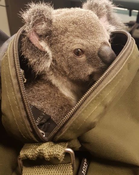 The animal is thought to be about six-months-old. Source: Queensland Police Service