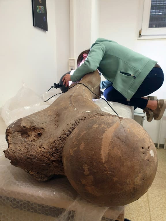 La chercheuse Sabine Gaudzinski-Windheuser examine un os d'éléphant adulte à la recherche de marques laissées par des outils de Néandertaliens  (MONREPOS/AFP - Lutz Kindler)