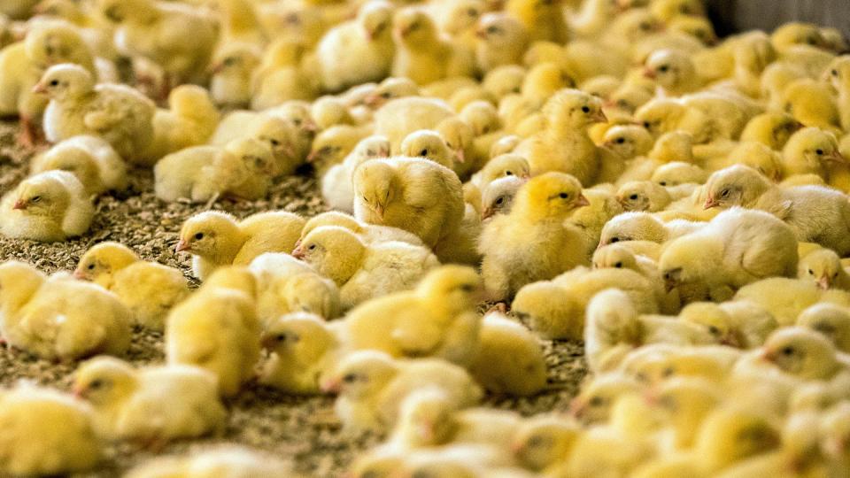 Wenige Tage alte Küken stehen in einem Hähnchenmastbetrieb. Im Streit um das Töten von Millionen männlichen Küken jedes Jahr hoffen Tierschützer auf einen Sieg vor dem Bundesverwaltungsgericht in Leipzig. Foto: Jens Büttner