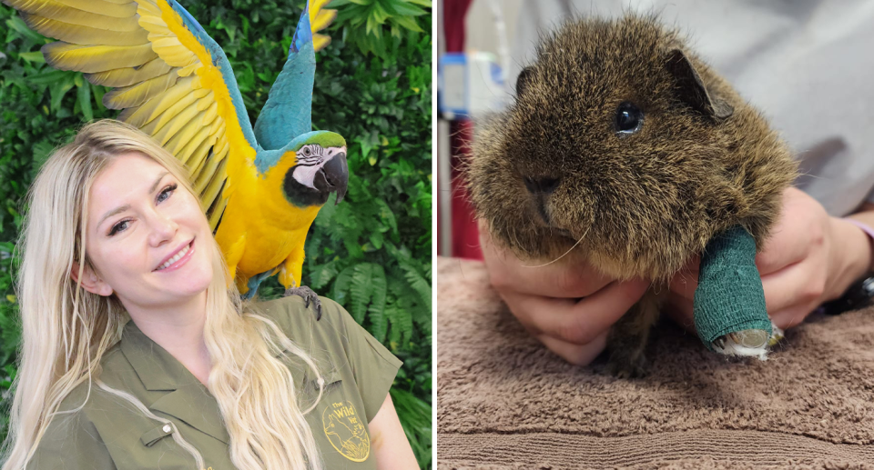 Emma Hall (left) with a large parrot on her shoulder. A guinea pig (right) after undergoing surgery.