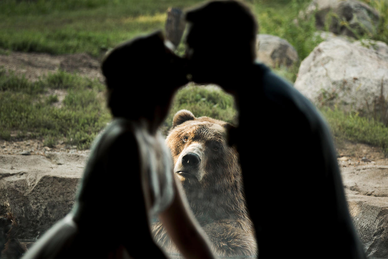 Der emotionale Bär aus dem Zoo von Minnesota. (Bild: Chris and Kristy Photography/Caters)