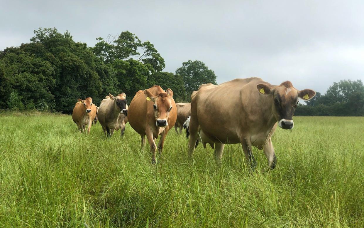 Cows at Old Hall Farm in Norfolk, which sells fresh bovine colostrum by the litre