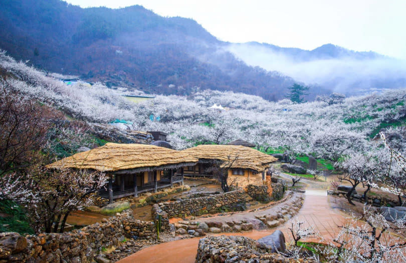 全州「光陽梅花節」吸引了諸多喜愛寧靜美的旅客（圖／Klook提供）