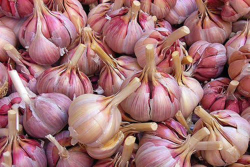 garlic