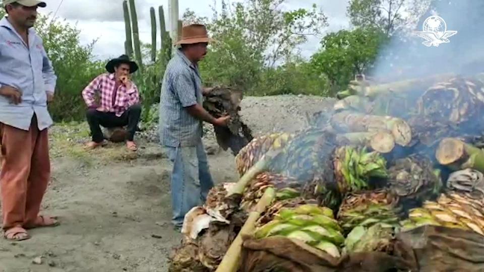 MIAHUATLÁN DE PORFIRIO DÍAZ, Oax., agosto 30 (EL UNIVERSAL).- La familia Jarquín no dejó de trabajar pese al confinamiento social, "fueron los clientes los que se apagaron", dicen; confían en que la situación económica mejorará y su producto (mezcal) se comprará como antes. Video: Agencia EL UNIVERSAL.