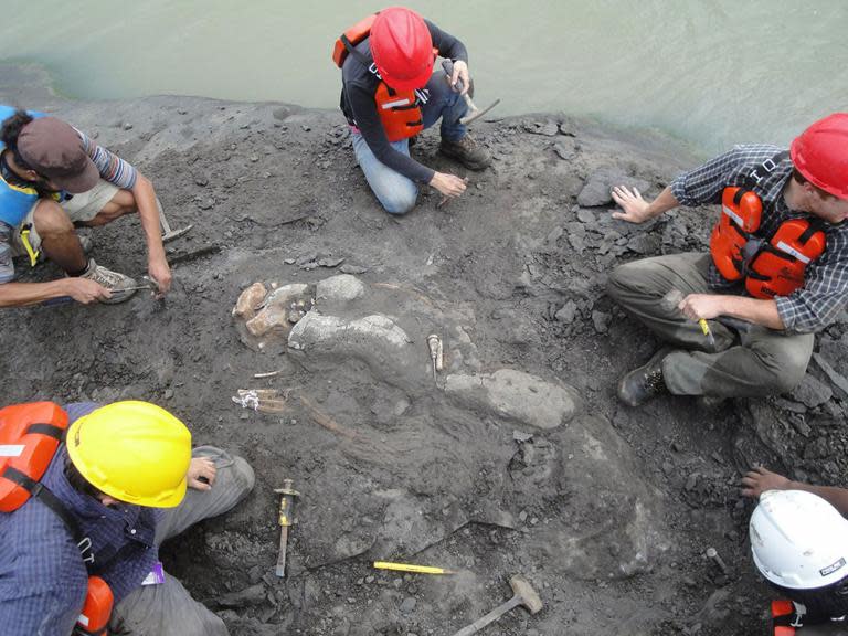 Scientist accidentally discovers 20-million-year-old tusked sea cow in Panama